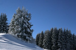 Sapins enneigés sur les pistes es Contamines
