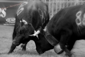 Combat des Reines aux Contamines Montjoie, Marchand-Arvier photographie