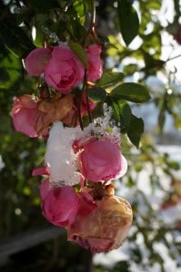 neige Saint Gervais sur les roses